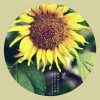 唯美个性圆形边框花朵qq头像图片第1张