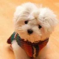 超级可爱萌宠qq头像第1张