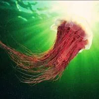 意境唯美海底头像第1张