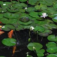 最美丽的莲花qq头像图片第1张