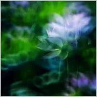 拍客最新作品漂亮的荷花qq头像图片第1张