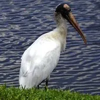 拍客最新分享林鹳头像图片第1张