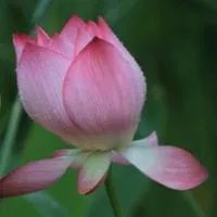 出淤泥而不染雨后荷花qq头像第1张