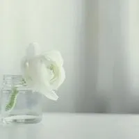 赏心悦目好看小清新花朵唯美意境头像图片第1张