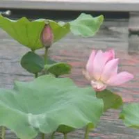 好看的荷花qq头像第1张