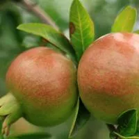 口味酸甜快成熟的季节石榴头像图片第1张