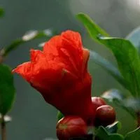 我拍的石榴花头像图片第1张