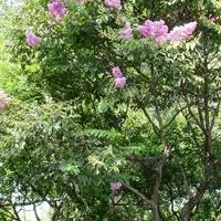 美不胜收的白槐花.紫槐花头像图片大全第1张