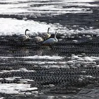 我拍的群鹅头像图片第1张