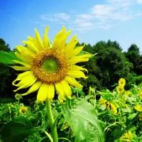 清新唯美阳光向日葵头像第1张