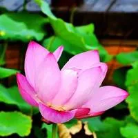 qq头像荷花风景图片,漂亮的荷花qq头像第1张