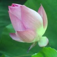 qq头像荷花风景头像图片最新拍的第1张