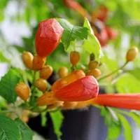 凌霄花唯美小清新花朵头像第1张