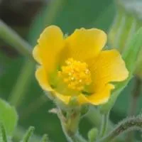 公园一日游拍的唯美小清新花朵头像图片第1张