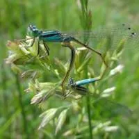 昆虫纲蜻蜓目qq蜻蜓头像第1张