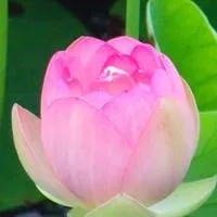 拍的很清晰很清新漂亮的荷花qq头像图片第1张