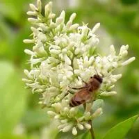 抓拍精彩蜂恋花QQ头像图片第1张