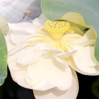 荷花园游玩拍下的漂亮的荷花qq头像图片第1张