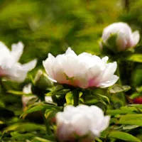 芳香依然牡丹飘香牡丹花qq头像第1张