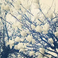 纯洁无暇的白玉兰花朵头像图片第1张