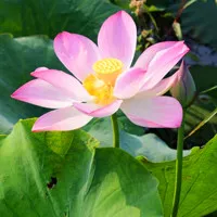 原创制作别有风味的荷花qq头像第1张