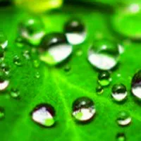 晶莹水珠头像图片第1张