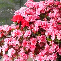 qq漂亮花朵头像大全第1张