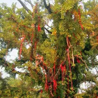 金灿灿的让人感动和温馨的银杏树头像图片第1张