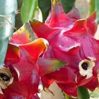 营养丰富、功能独特火龙果QQ头像图片第1张