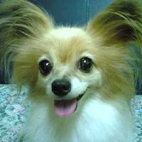 对主人热情、温顺蝴蝶犬可爱头像图片第1张