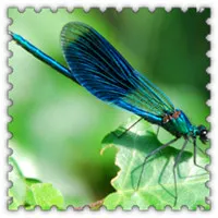 昆虫界的捕虫高手意境蜻蜓头像图片第1张