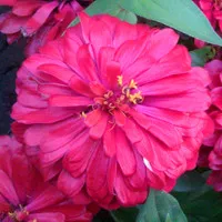 qq菊花头像图片大全第1张