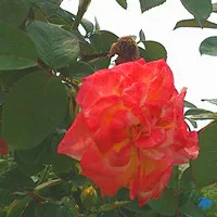 qq月季花头像第1张