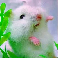 小仓鼠可爱头像第1张
