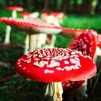 漂亮好看的各种各样qq蘑菇头像图片第1张