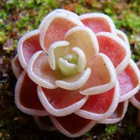 姿态多种多样唯美清新的花朵头像第1张