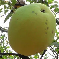 木瓜头像图片第1张