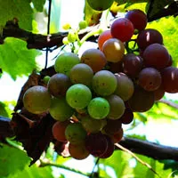 好吃好看又红又甜的葡萄QQ头像图片第1张