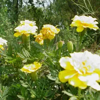 万寿菊+牡丹头像图片第1张