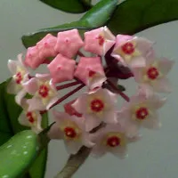 昨天拍的高洁、清雅的兰花QQ头像图片第1张