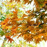 枫叶有情秋意浓浓qq枫叶头像第1张