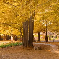 我的家乡金秋银杏林随拍QQ头像图片第1张