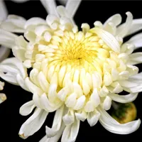 白菊花QQ头像图片第1张