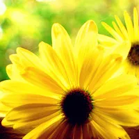 各种娇艳的唯美小清新花朵头像第1张