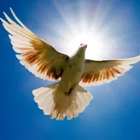 各种类型的鸽子可爱个性头像图片第1张