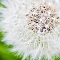 唯美个性蒲公英qq头像图片第1张