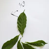 手工作品叶子艺术个性头像图片第1张