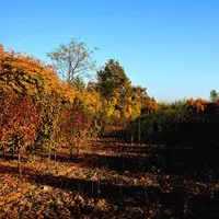 冬日景象个性风景头像第1张