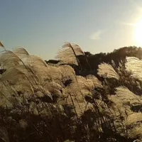 朝阳下的芦苇花个性头像图片第1张