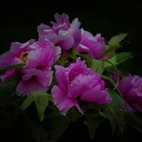 花中之王 牡丹花头像图片第1张